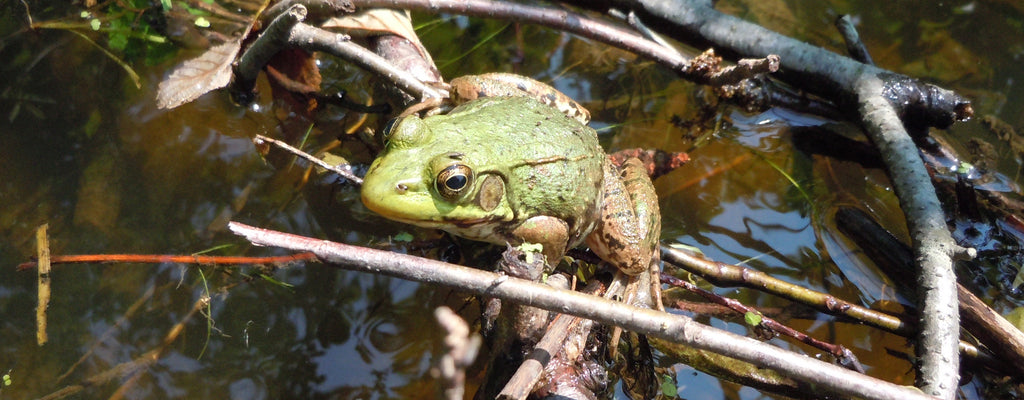 Green Frog  Squam Lakes Natural Science Center