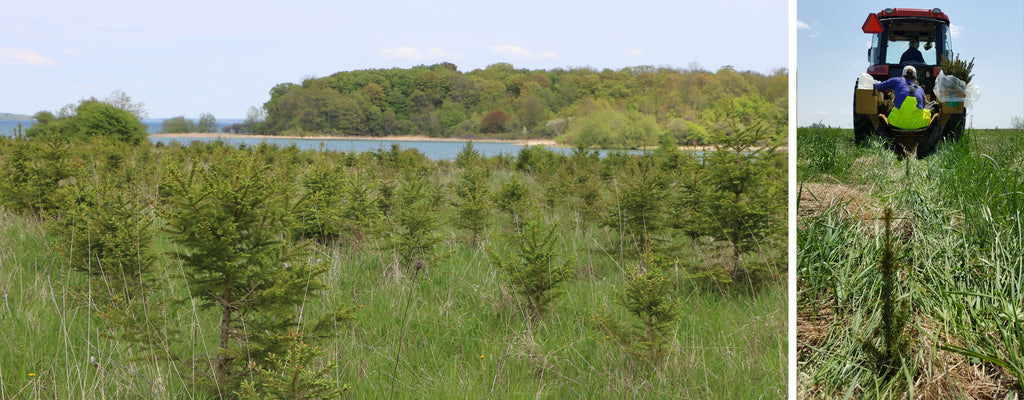 tree planting