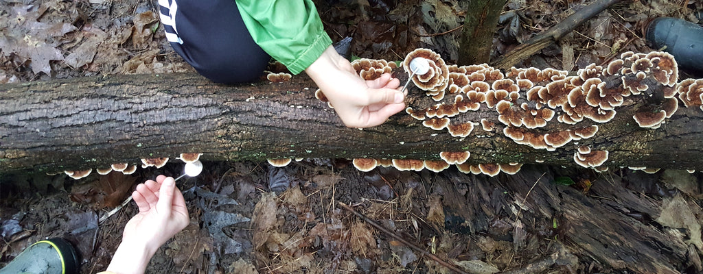 fungus on a log