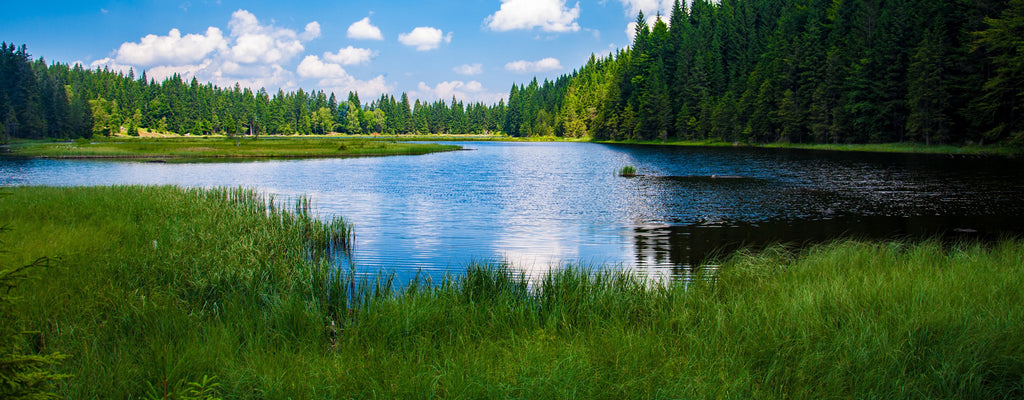 view of a lake and forest