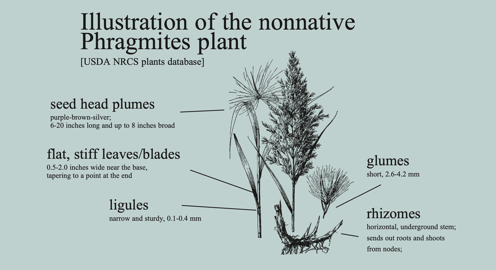 Illustration of the phragmites plant