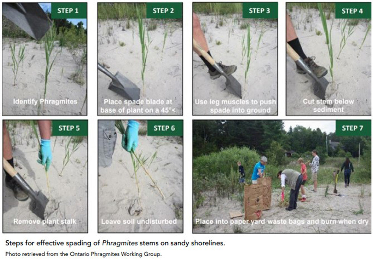 how to spade remove phragmites