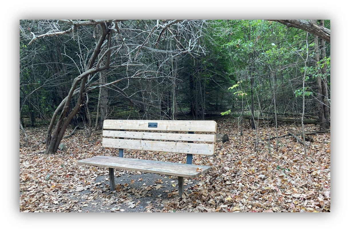 bench at lemoine point