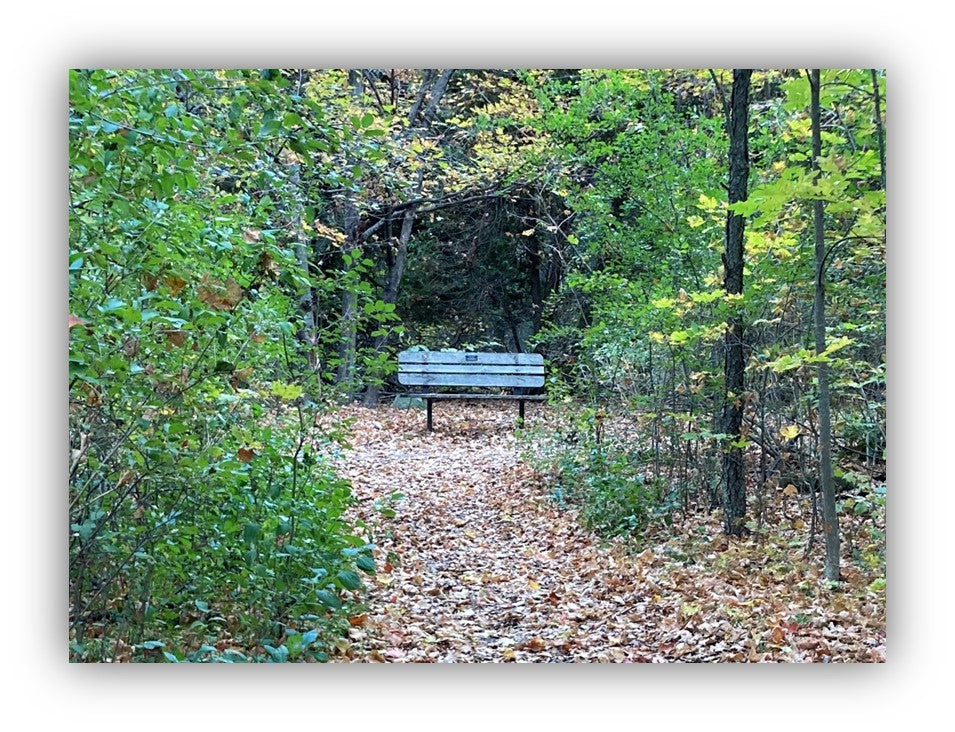 bench at lemoine point