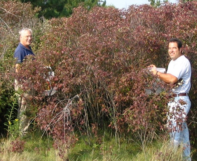 two people harvesting berries from a bush