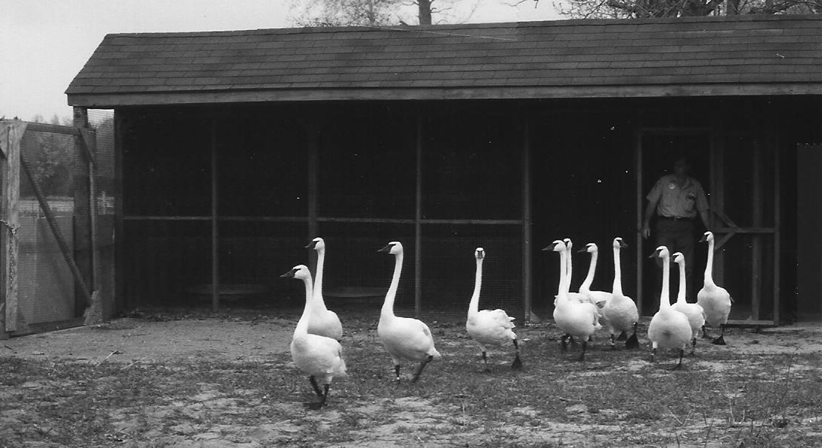 MJWA Swan introduction program - circa 2000