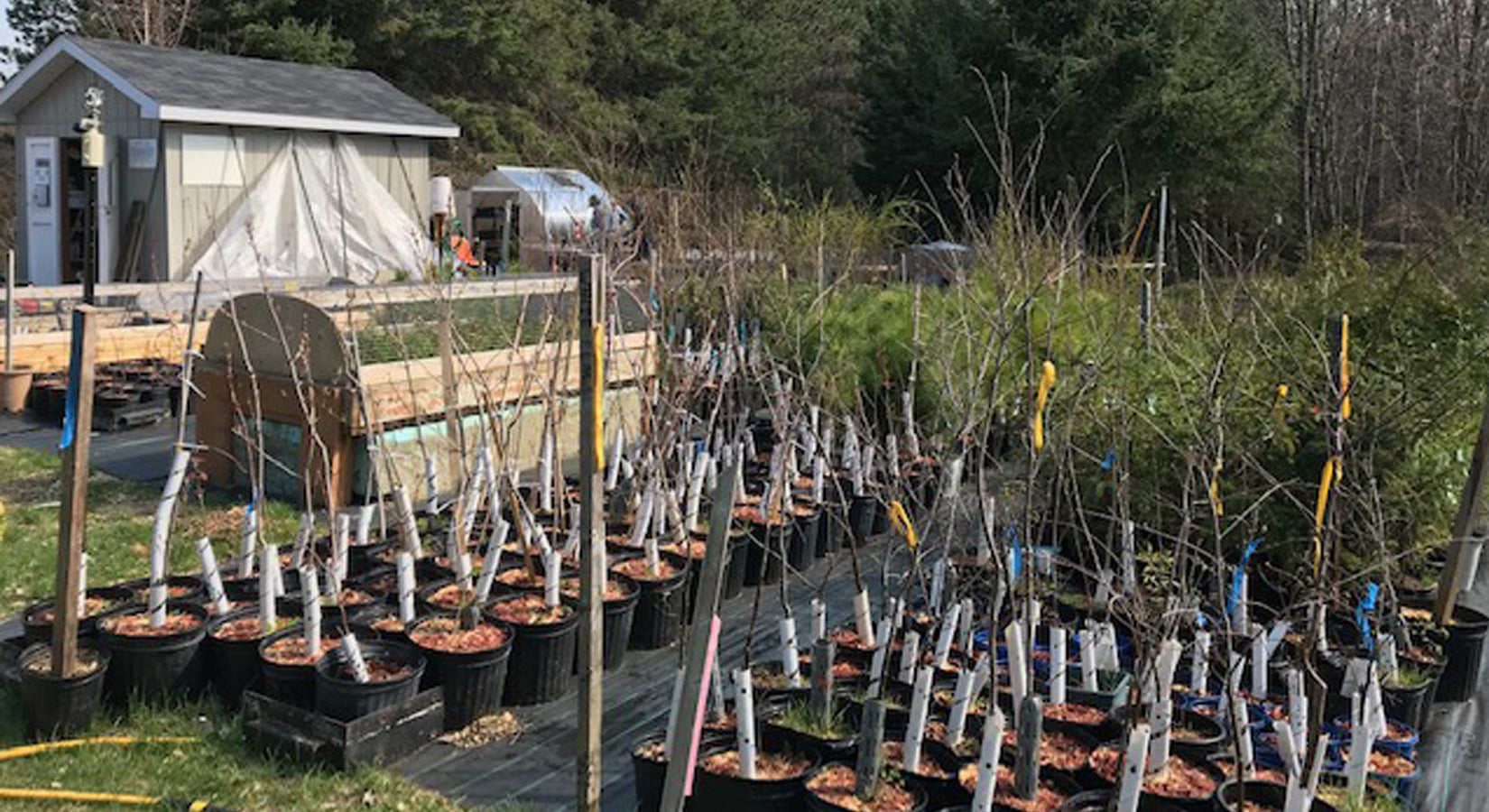 tree nursery at mac johnson wildlife area