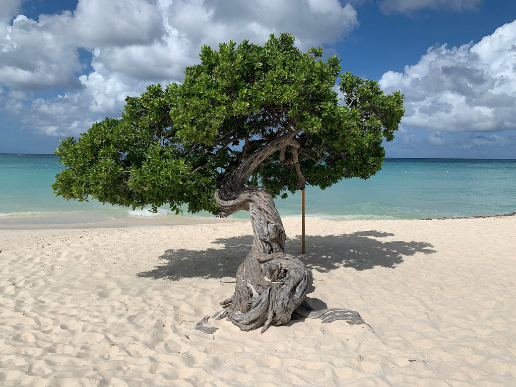 Aruba Fofoti Tree