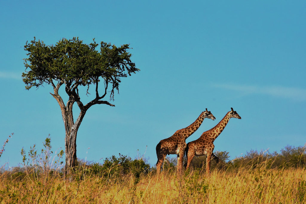 Serengeti - Africa