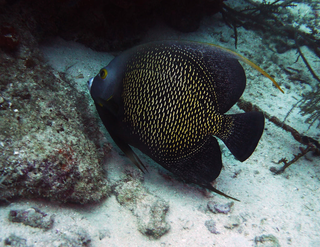 Aruba angelfish