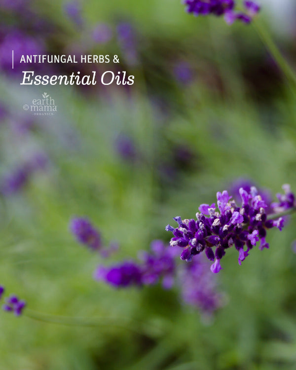 Antifungal Herbs and Essential Oils - Earth Mama Blog