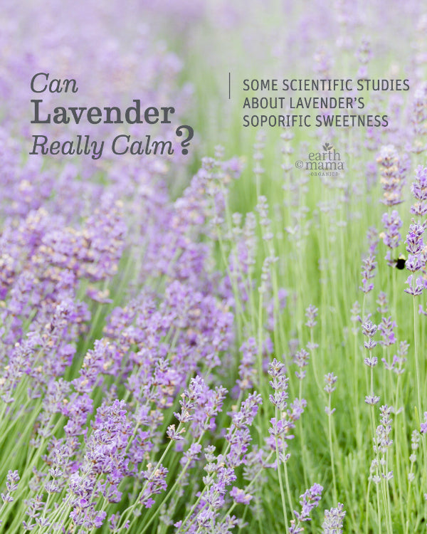 Can Lavender Really Calm? - Earth Mama Blog