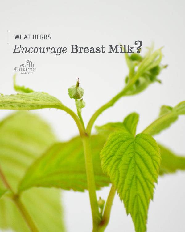 What Herbs Encourage Breast Milk? - Earth Mama Blog