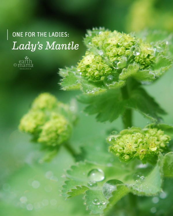 One for the Ladies: Lady's Mantle - Earth Mama Blog