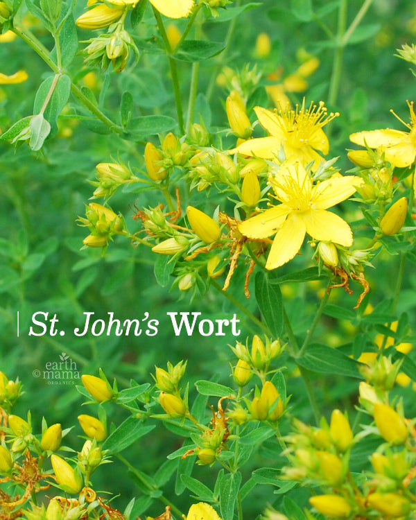 St. John's Wort - Earth Mama Blog