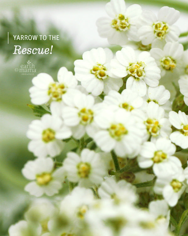Yarrow To The Rescue - Earth Mama Blog