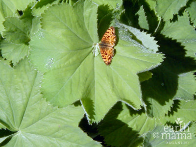One for the Ladies: Lady's Mantle - Earth Mama Blog