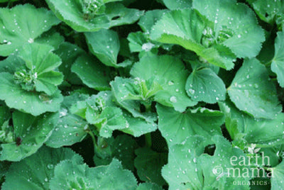 One for the Ladies: Lady's Mantle - Earth Mama Blog