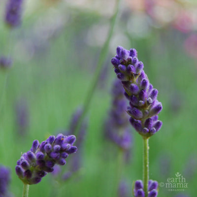 Can Lavender Really Calm? - Earth Mama Blog