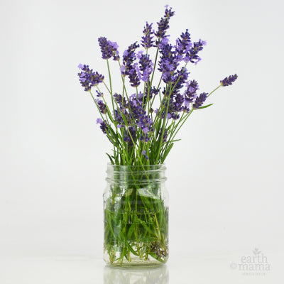 Can Lavender Really Calm? - Earth Mama Blog