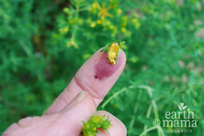 St. John's Wort - Earth Mama Blog