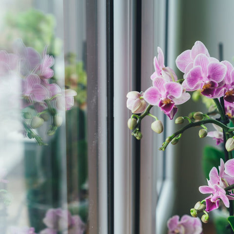 Tips para Cuidar tus Orquídeas – Bashari Gift Shop