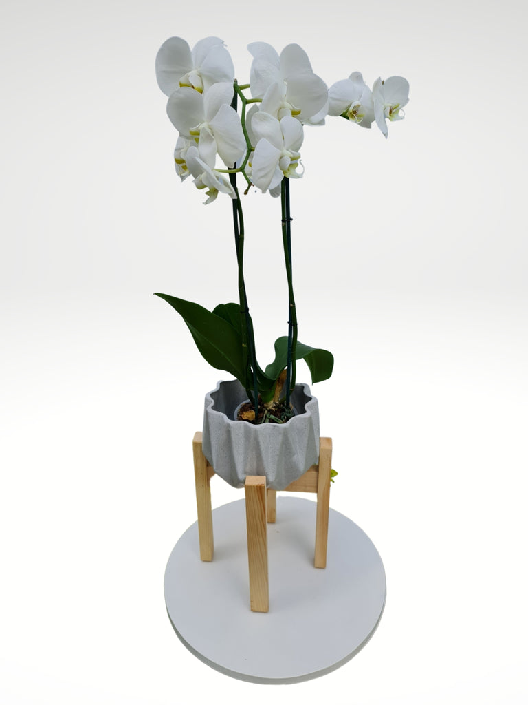 Orquídea Blanca Cerámica y Madera – Bashari Gift Shop