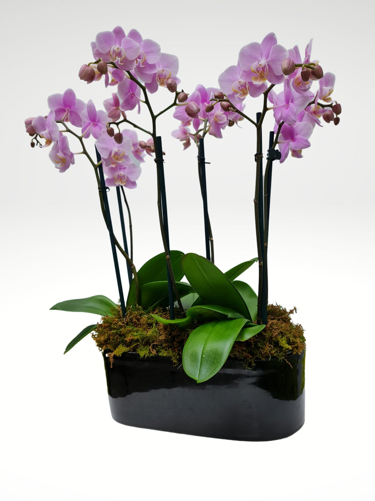 Orquídeas Mini en Base Negra – Bashari Gift Shop