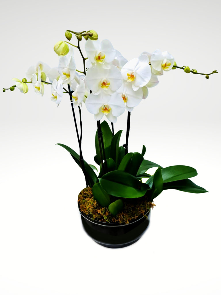 Orquídeas Blancas en Base Redonda – Bashari Gift Shop
