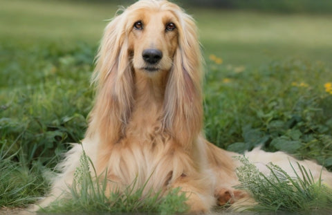 Afghan Hound , a high maintainance dog sitting on a grass