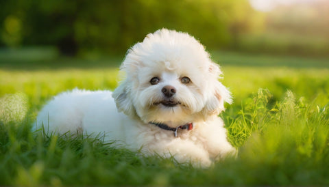 Bichon Frise:  a high maintainance dog sitting on a grass