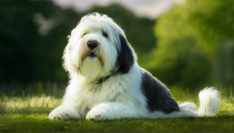 Old English Sheepdog on a grassy field