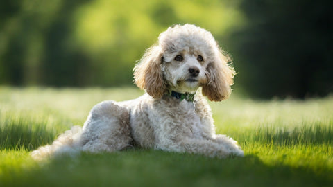 Poodle , a dog requiring high maintainance