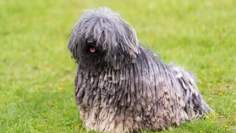 pulik , a dog with mop like furs , sitting on a grass