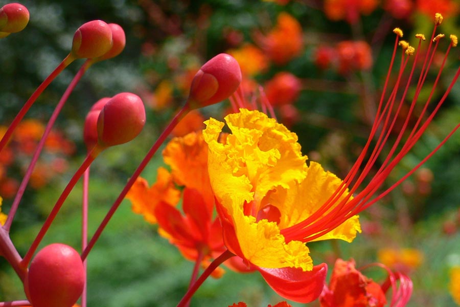 Pride of Barbados - National Flower