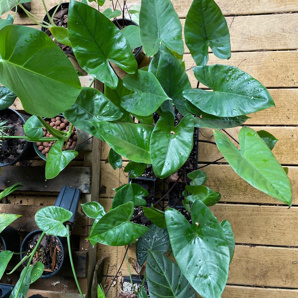 希少 alocasia macrorrhiza black stem variegated アロカシア