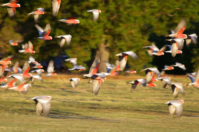 Galahs in transit