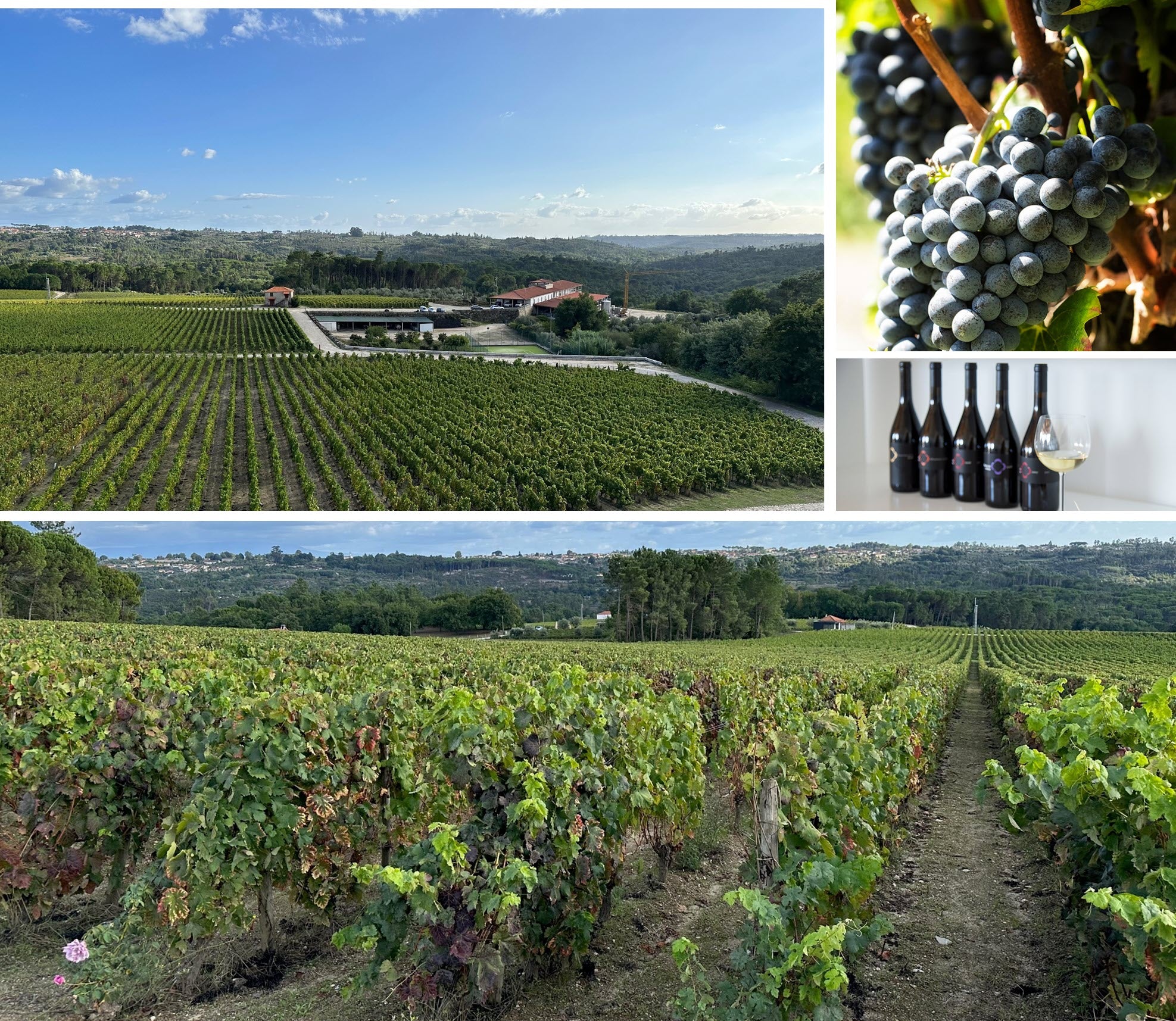 Quinta de Lemos vineyard