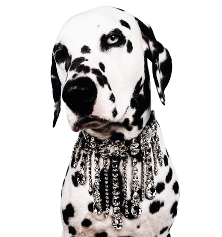 Casper the Dalmation in our Gold Label crystal dog collar, Le Swag