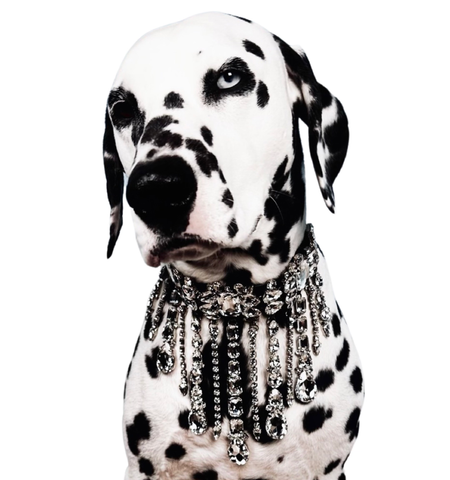 DIAMOND DOG COLLAR – Bootzy Couture