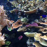 Coral reef - photo of an exhibit at the Natural History Museum
