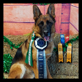 dog23 winner.jpg__PID:8af474db-9d07-4766-bf75-32235e45e934