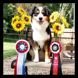 dog24 winner.jpg__PID:8ad7e342-4167-41ea-9127-f8b0d08a5183