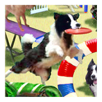 Agility swatch, agility course, dogs