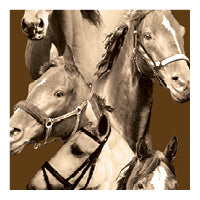 Brown equestrian swatch, collage of horses