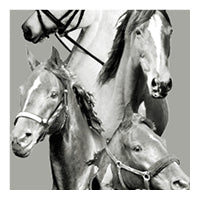 Gray equestrian swatch, collage of horses