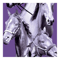 Purple Equestrian swatch, collage of horses