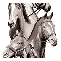 White Equestrian Swatch, collage of horses
