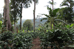 Vistas de la finca panameña Hartmann. Con árboles que dan sombra al cultivo del café