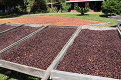 Varias Camas Africanas de secado de café en Panamá, finca Hartmann